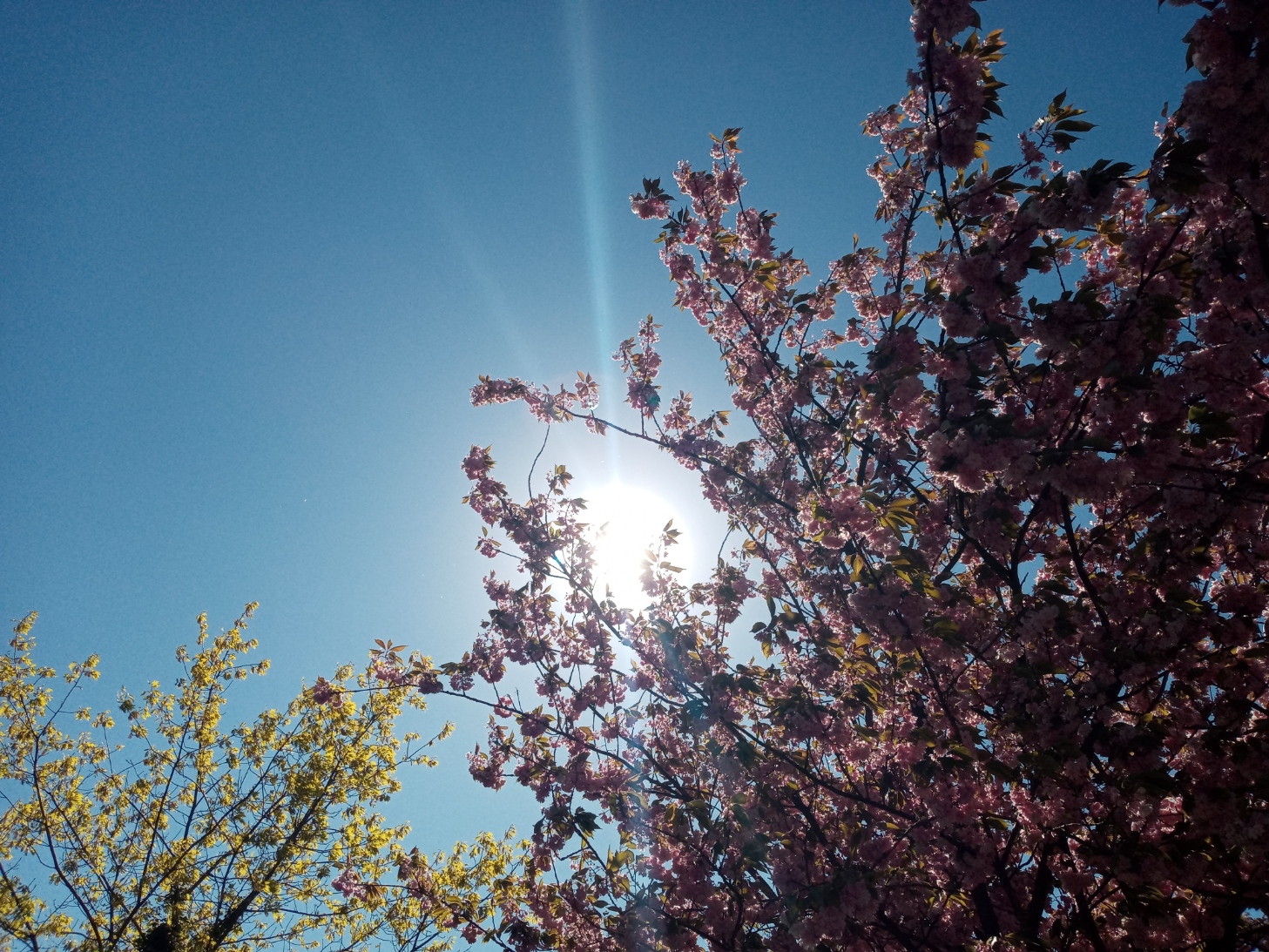 Sommer, Sonne noch kein Bild ?